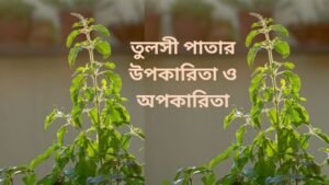 তুলসী পাতার উপকারিতা