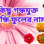 কিছু গন্ধযুক্ত সুগন্ধি ফুলের নাম